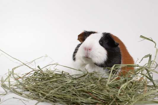 The Power of Hay: Why Timothy Hay Should Be Your Guinea Pig's Best Friend