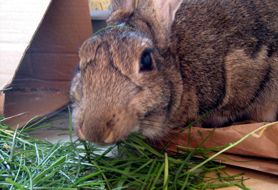 The Power of Hay: Why Timothy Hay Should Be Your Rabbit's Best Friend